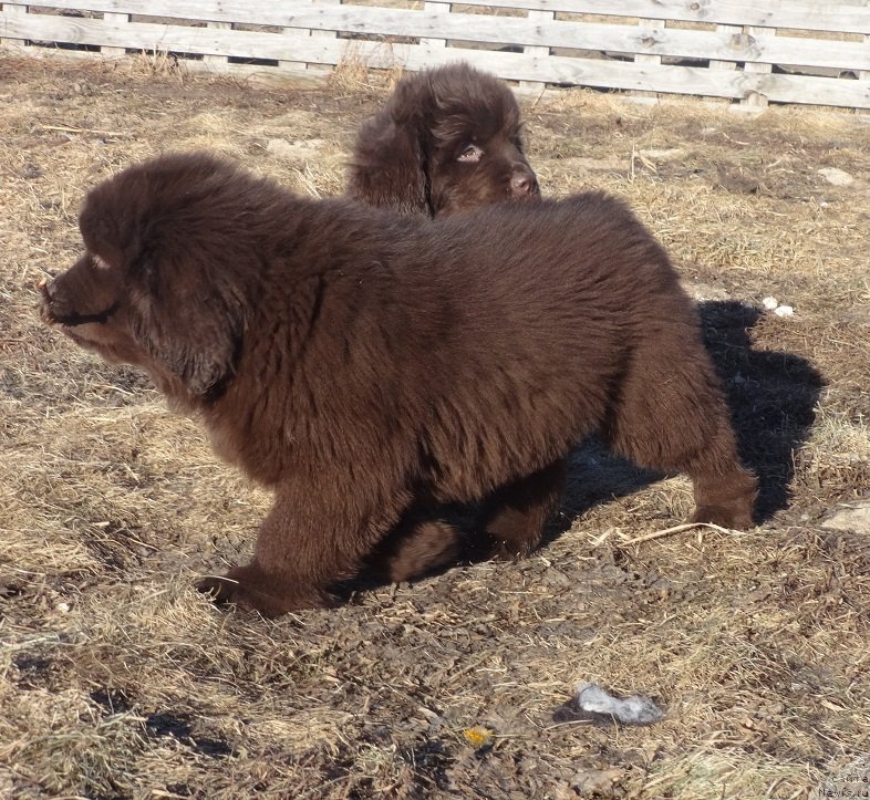 Фото: ньюфаундленд Ньюфорт Вивиан