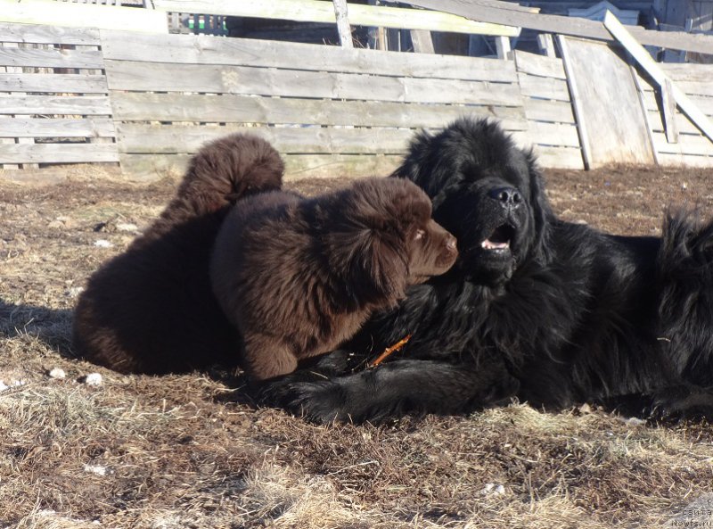 Фото: ньюфаундленд Ньюфорт Уитни Традиция Легенды, ньюфаундленд Ньюфорт Вивиан