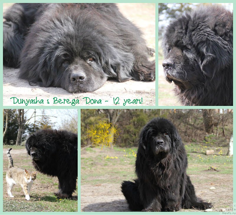 Фото: ньюфаундленд Дуняша с Берега Дона (Dunyasha s Berega Dona)