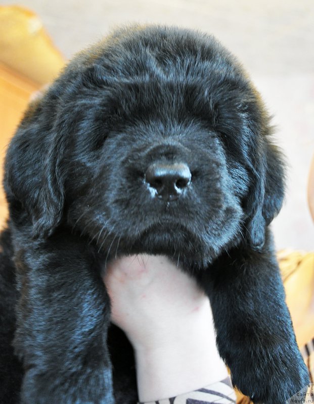 Фото: ньюфаундленд Бегущая по Волнам Шадэ Колор оф Лифе (Beguschaya po Volnam Shade Color of Life)