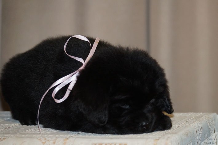 Фото: ньюфаундленд Династия с Берега Дона (Dinastiya s Berega Dona)