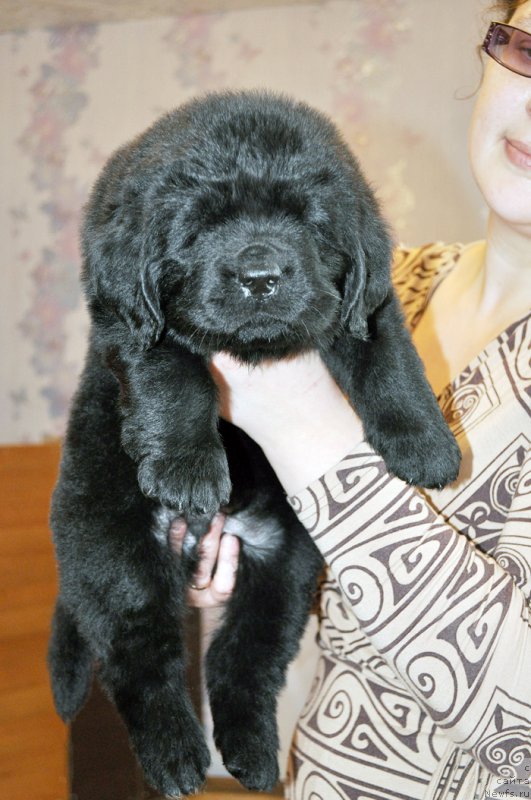 Фотография № 178347