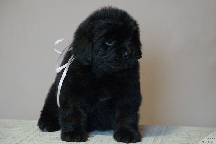 Фото: ньюфаундленд Династия с Берега Дона (Dinastiya s Berega Dona)