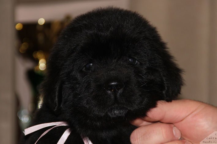 Фото: ньюфаундленд Династия с Берега Дона (Dinastiya s Berega Dona)