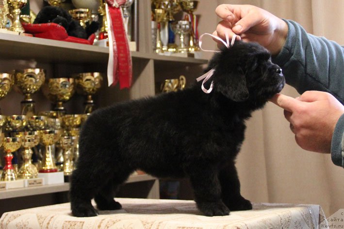 Фото: ньюфаундленд Династия с Берега Дона (Dinastiya s Berega Dona)