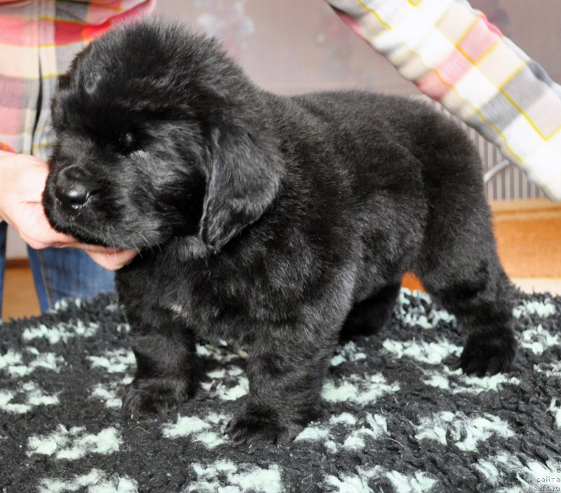 Фотография № 178353