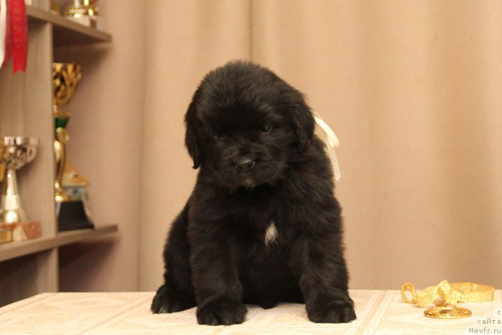 Фото: ньюфаундленд Диковинка с Берега Дона (Dikovinka s Berega Dona)