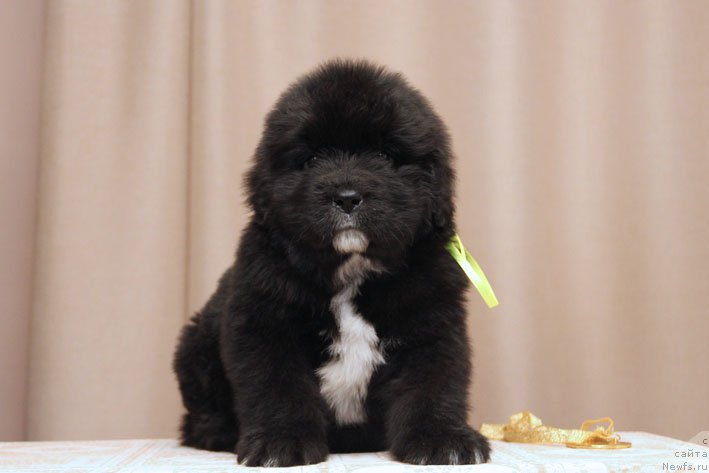 Фото: ньюфаундленд Душечка с Берега Дона (Dushechka s Berega Dona)