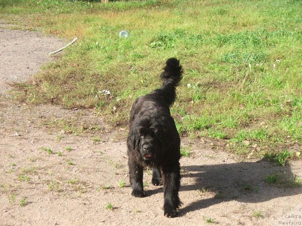 Фото: ньюфаундленд Плюшевая Панда Ко-Ко Шанэль