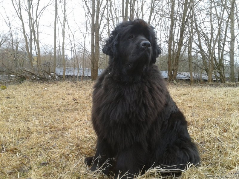 Фото: ньюфаундленд Фанньюф Жемапель Мадам Нуар (Funnewf Jemapel Madam Nuar)