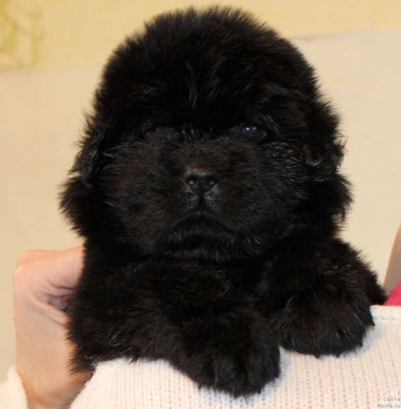 Фото: ньюфаундленд Черный Балу Елисей