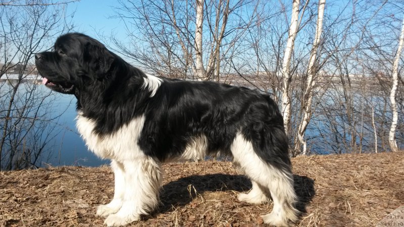 Фото: ньюфаундленд Аквиан Сонг Кроун Роял