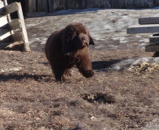 Фото: ньюфаундленд Ньюфорт Вивиан