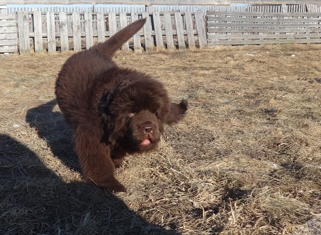 Фото: ньюфаундленд Ньюфорт Вивиан