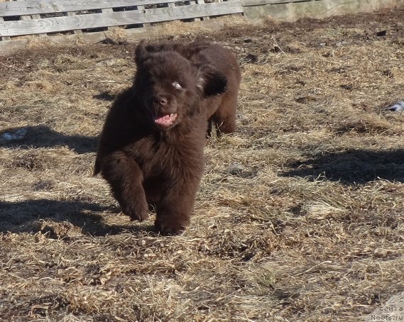 Фото: ньюфаундленд Ньюфорт Вивиан