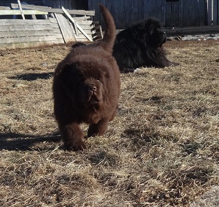 Фото: ньюфаундленд Ньюфорт Вивиан