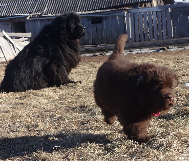 Фото: ньюфаундленд Фелиция