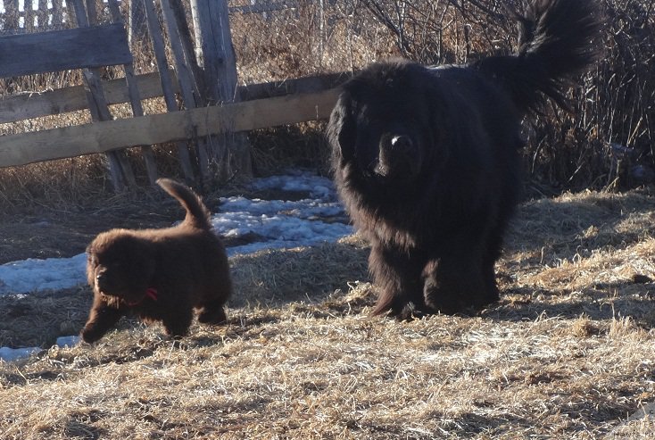 Фото: ньюфаундленд Ньюфорт Уитни Традиция Легенды