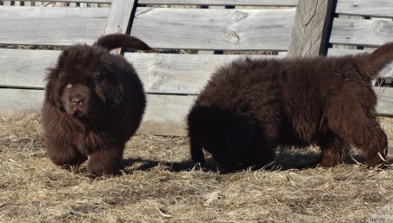Фото: ньюфаундленд Ньюфорт Вивиан