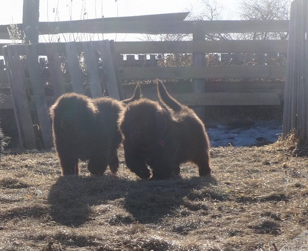 Фото: ньюфаундленд Ньюфорт Вивиан