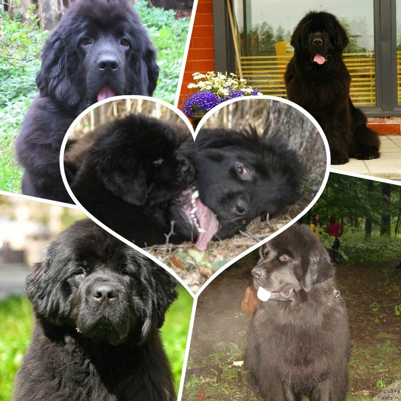 Фото: ньюфаундленд Смигар Северная Верона, ньюфаундленд Смигар Галакси Шелл Вин (Smigar Galaxsy Shall Win), ньюфаундленд Смигар Нимфея Неотразимая (Smigar Nimfeya Neotrazimaya), ньюфаундленд Смигар Осенняя Сказка