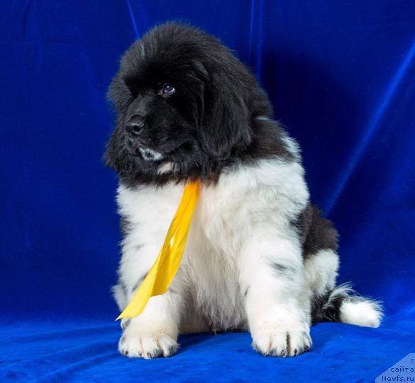 Фотография № 178494