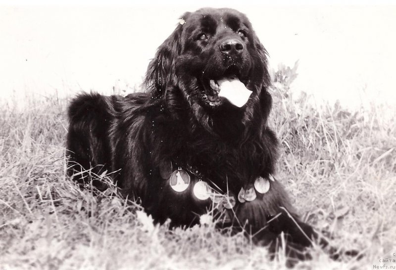 Фото: ньюфаундленд Цен Дора Алай