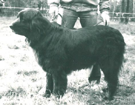 Фото: ньюфаундленд Аста Бим