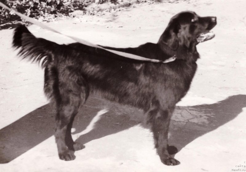 Фото: ньюфаундленд Кайра Бей