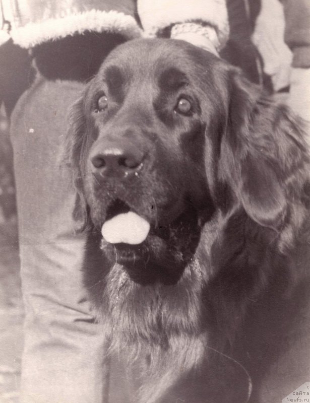 Фото: ньюфаундленд Ами Алдербай