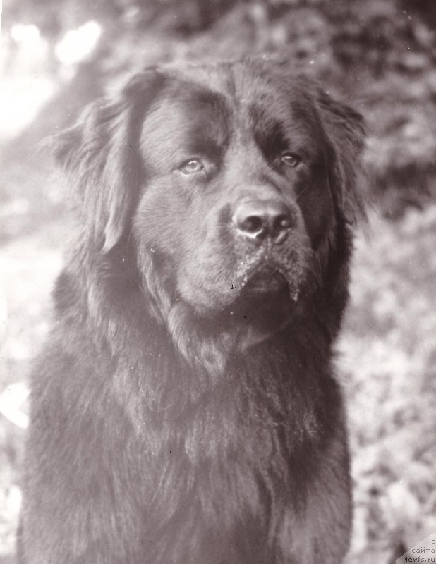 Фото: ньюфаундленд Фил Бей