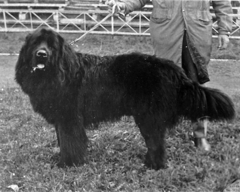 Фото: ньюфаундленд Вервольф Яр Вай