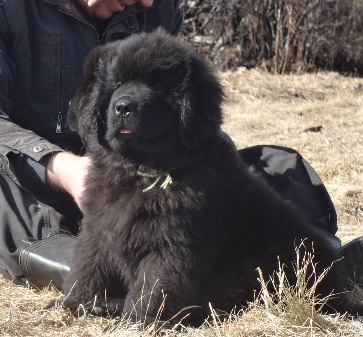 Фото: ньюфаундленд Ньюфорт Волшебный Лес Тоторо