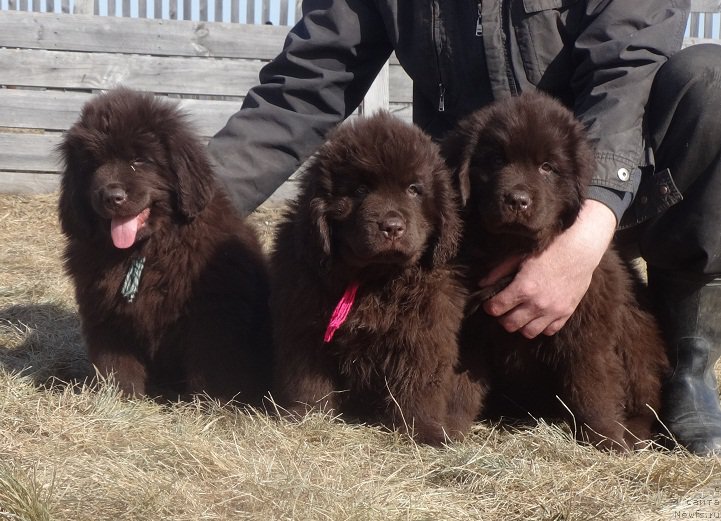 Фото: ньюфаундленд Ньюфорт Васаби, ньюфаундленд Ньюфорт Вивиан, ньюфаундленд Ньюфорт Ворожея