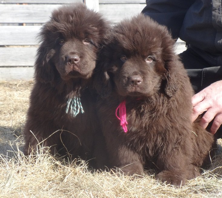 Фото: ньюфаундленд Ньюфорт Васаби, ньюфаундленд Ньюфорт Вивиан
