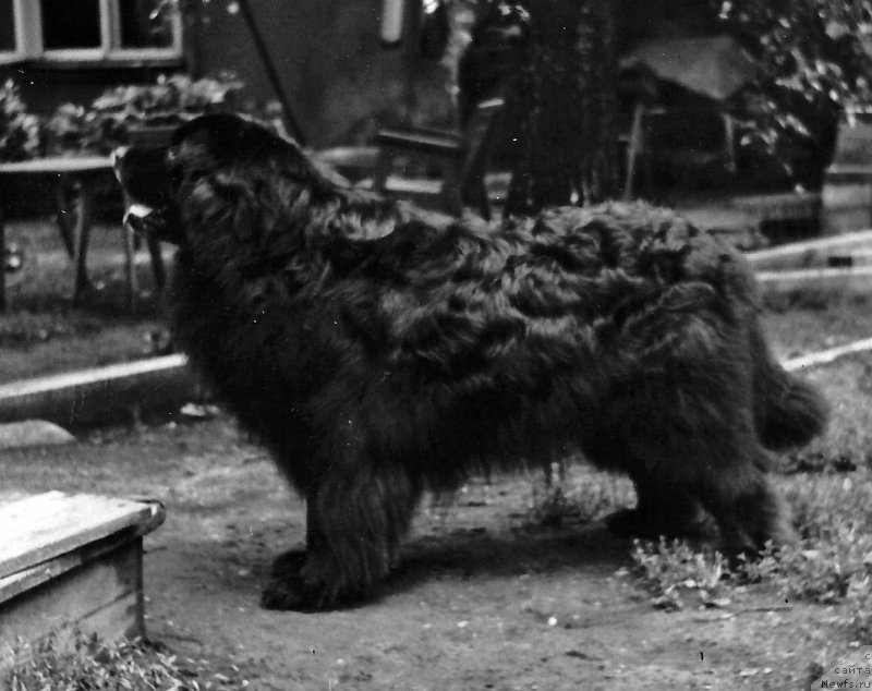 Фото: ньюфаундленд Сэр Джеймс (Sir  James)