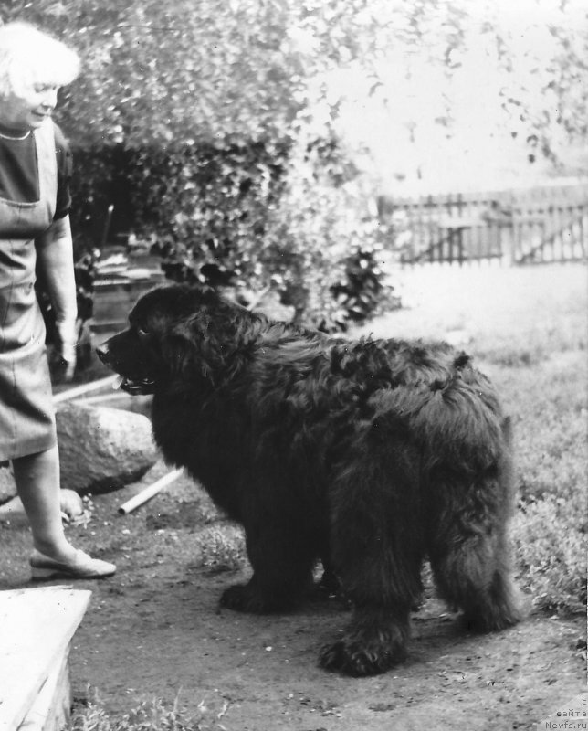 Фото: ньюфаундленд Сэр Джеймс (Sir  James)