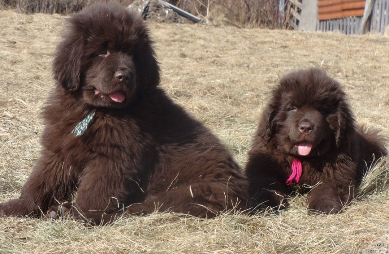 Фото: ньюфаундленд Ньюфорт Васаби, ньюфаундленд Ньюфорт Вивиан