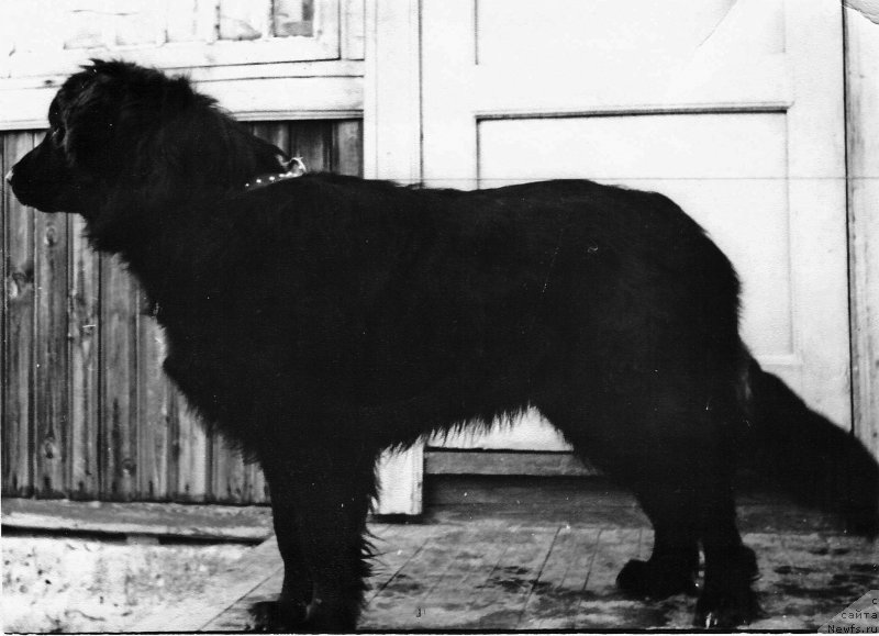 Фото: ньюфаундленд Варма Магджи