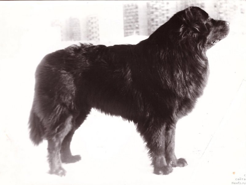 Фото: ньюфаундленд Никон Шелли