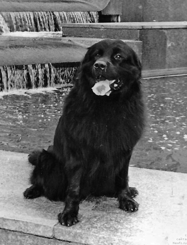 Фото: ньюфаундленд Эссен Чара