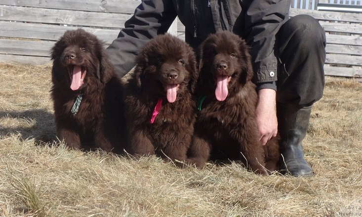 Фотография № 178525