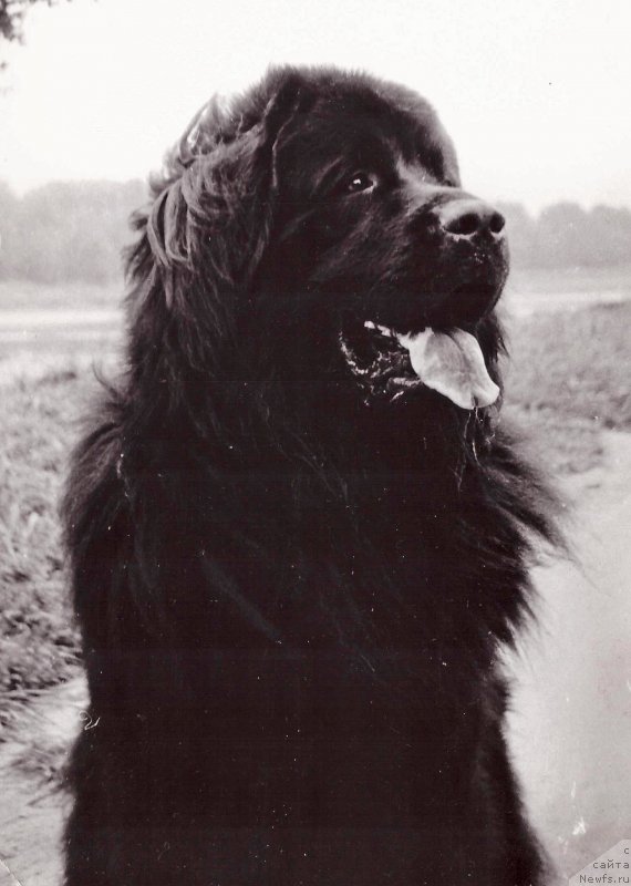 Фото: ньюфаундленд Жесбер Шериф