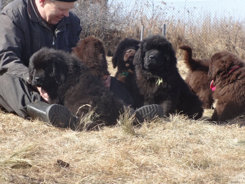 Фото: ньюфаундленд Ньюфорт Уитни Традиция Легенды