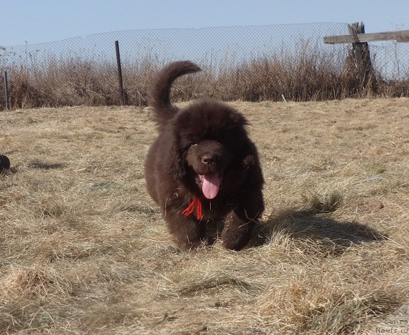 Фото: ньюфаундленд Ньюфорт Весна Любви