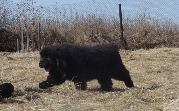 Фото: ньюфаундленд Ньюфорт Волшебный Лес Тоторо