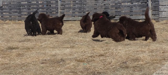 Фото: ньюфаундленд Ньюфорт Уитни Традиция Легенды