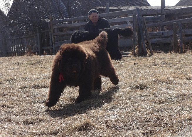 Фото: ньюфаундленд Ньюфорт Уитни Традиция Легенды