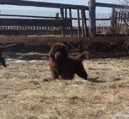 Фото: ньюфаундленд Ньюфорт Весна Любви