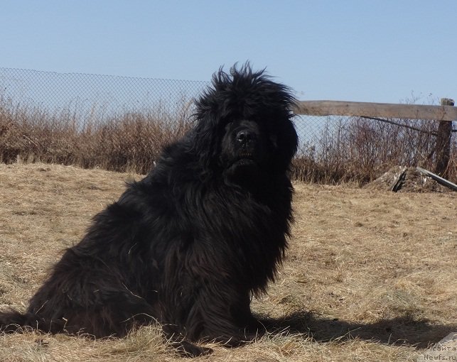 Фото: ньюфаундленд Севертан Рожденная Легендой